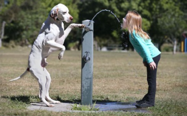 www.gagbay.com-smart_dog_giving_master_girl_a_drink_from_a_water_fountain-151590