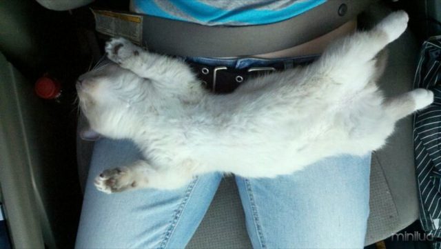 cats-sleeping-funny-positions-1