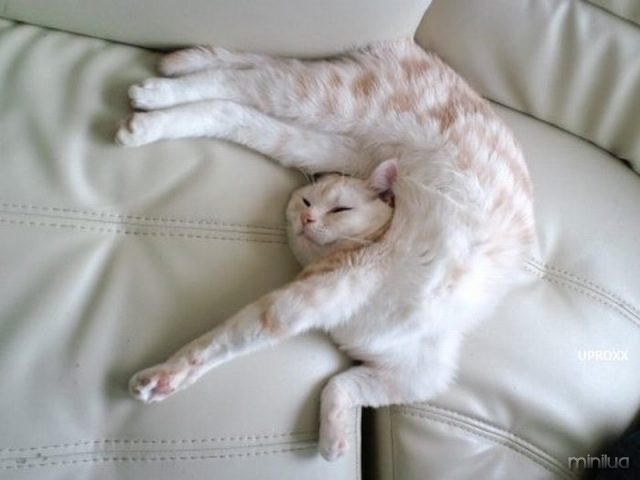 cats-sleeping-funny-positions-3