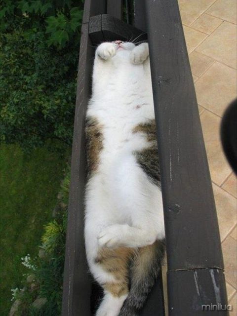 cats-sleeping-funny-positions-4
