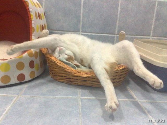 cats-sleeping-funny-positions-8