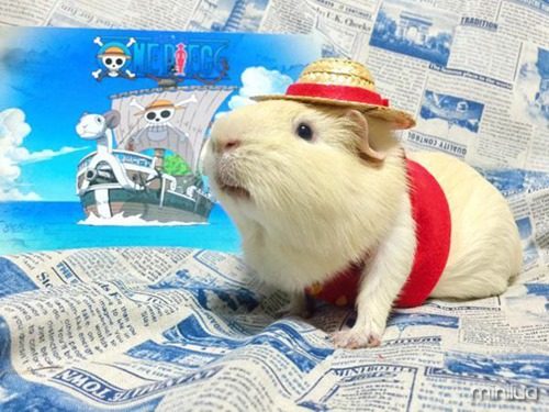 guinea-pig-cosplay-3