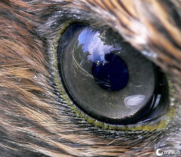 10-hawk-eye