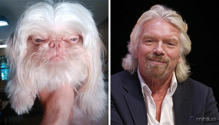 Dog Looks Like Richard Branson