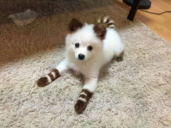 oh-my-goodness-the-markings-on-this-adorable-puppy-are-amazing-sock-puppies-animals-cuteness-dogs-pet-puppys-friend