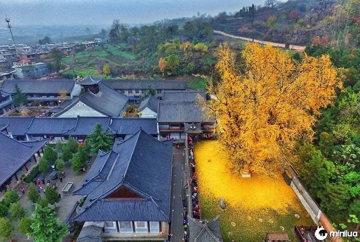 1.400 Anos Velho Ginkgo Gotas Um Tapete De Folhas De Ouro Dentro Das Paredes Do Gu Guinin Templo Budista Nas Montanhas Zhongnan Na China