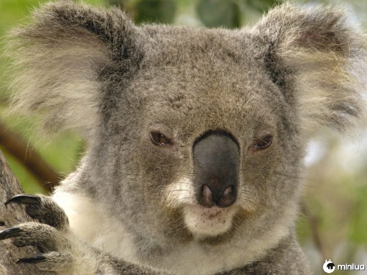 koala raiva 
