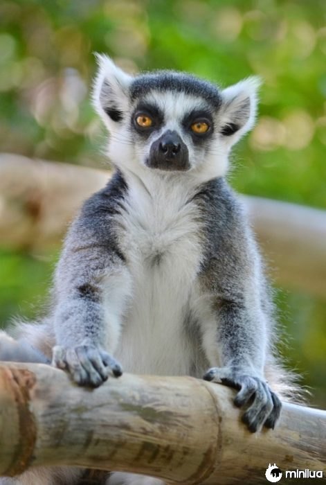 lemur com excesso de rosto