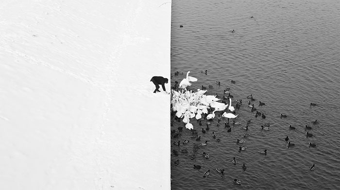 Um homem que alimenta cisnes na neve