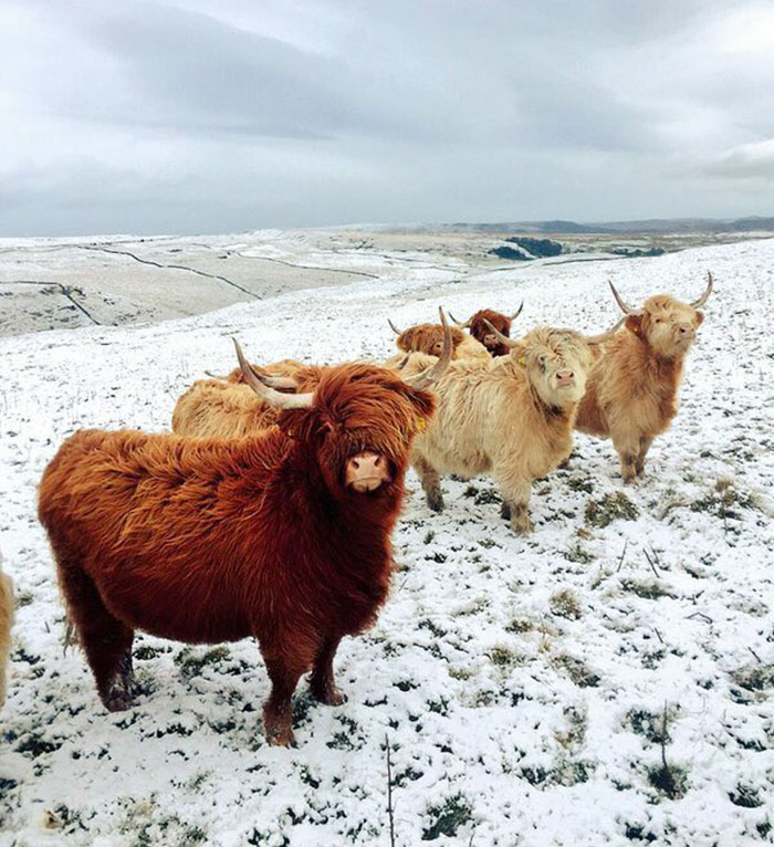 Estas vacas olham como estão para cair o álbum o mais quente da rocha do Indie do ano