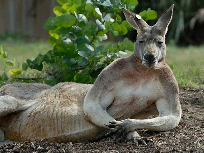 Este Kangaroo Trazendo Macho Hits Hard de 2017