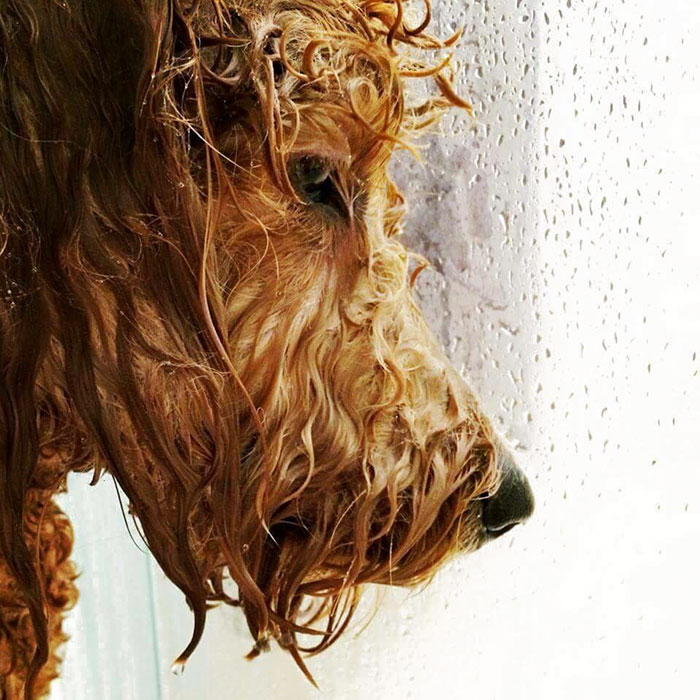 Este cão no chuveiro olha como ele sobre para deixar cair o álbum o mais quente