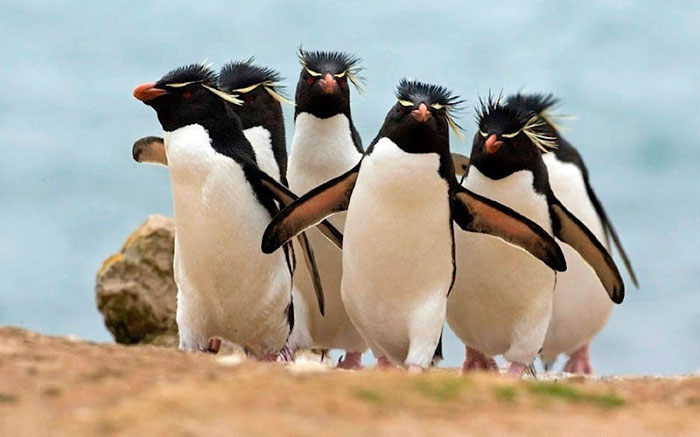 Os pingüins eletrônicos da rocha