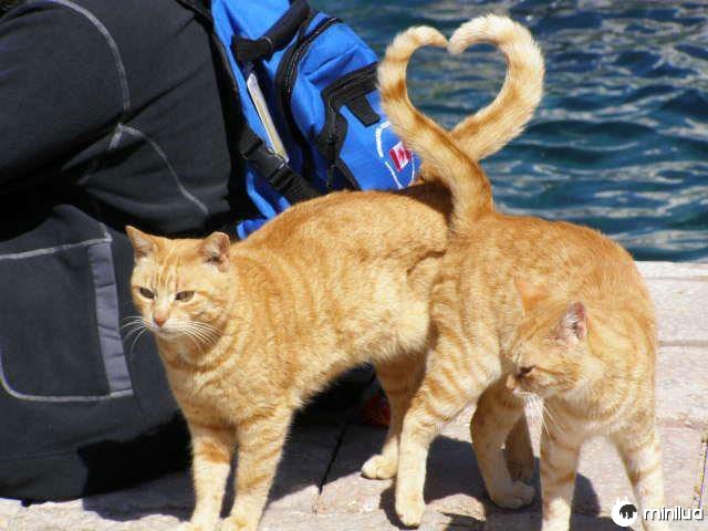 Gatos-coração-forma-com-cauda-perfeito-tempo
