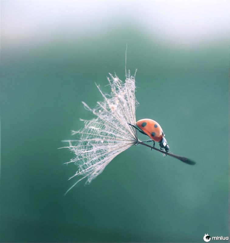 Ladybug-dandelion-perfeito-timing