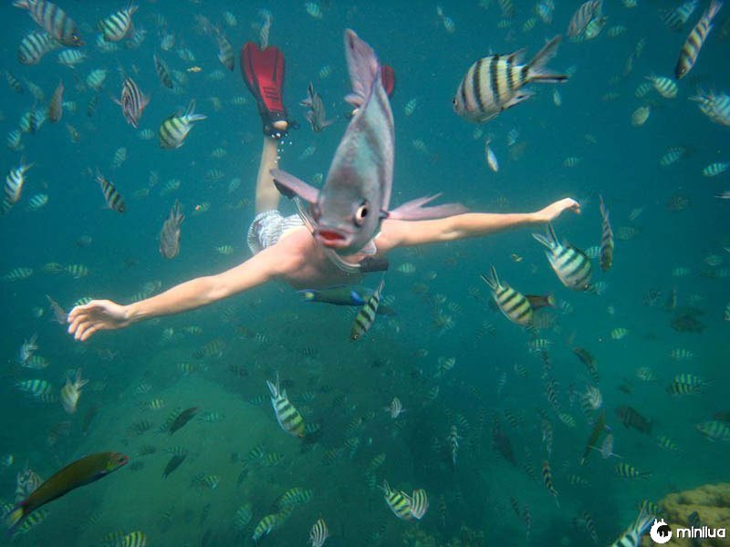 Underwater-fish-photobomb-animal-photobombs