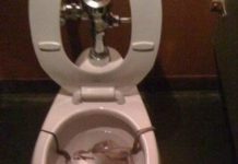 14 Animais horripilantes que você nunca desejaria encontrar no vaso sanitário