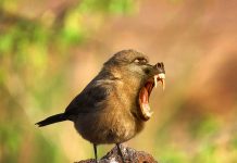 21 Animais híbridos e estranhos criados utilizando o Photoshop