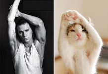 25 imagens hilárias de gatinhos imitando homens bonitos e famosos