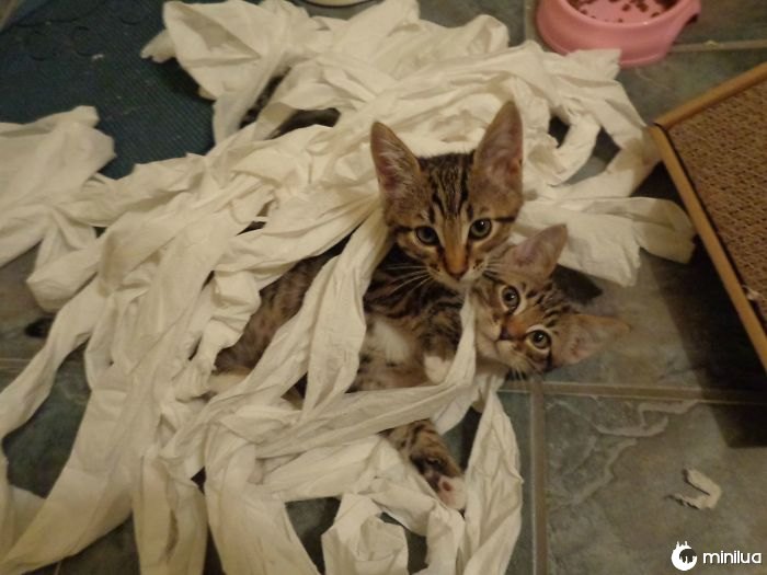 Assim meus gatinhos novos descobriram o rolo do papel higiénico