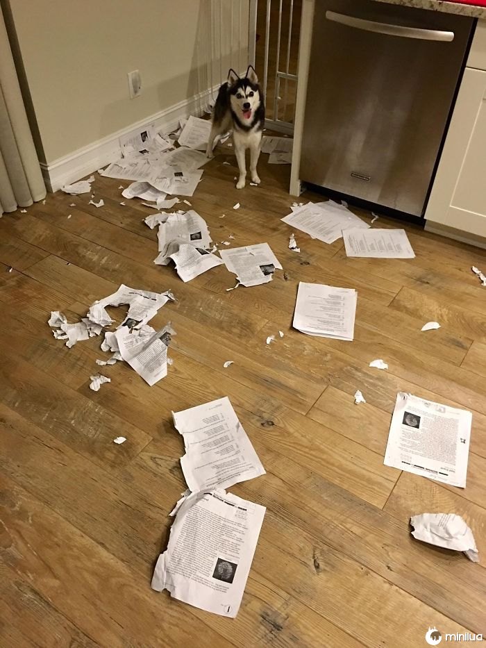 A classe pesarosa, meu cão comeu todos trabalhos de casa