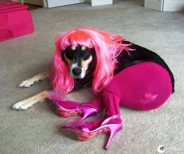 Este é o que acontece quando você deixa seus miúdos com o cão