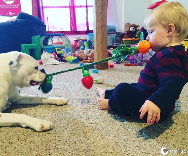 Meu Sobrinho Jogando Tug-O-War Com O Cão
