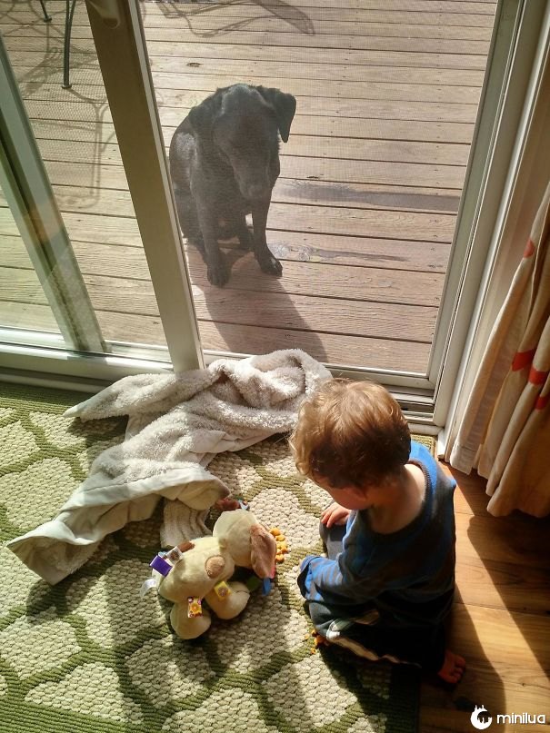 Meu filho alimentando seu peixe dourado falsificado do cão quando seu cão real se sentar fora, mijado