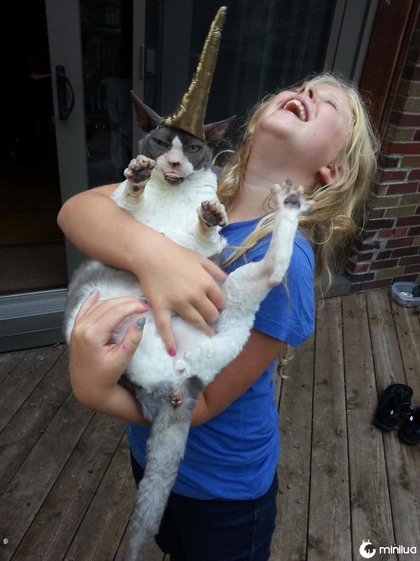 Minha filha e nosso amigo Sewed um chifre do unicórnio para o gato quando eu Napped