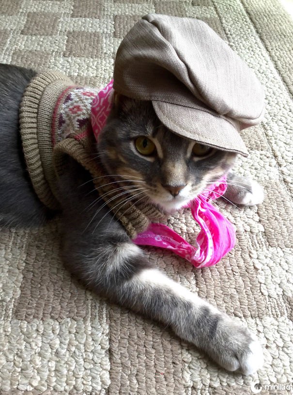 Meu filho vestiu nosso gato acima na roupa do animal enchido