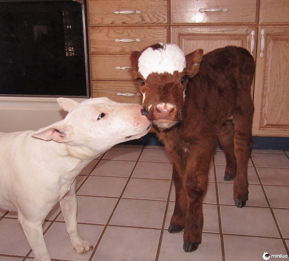 Spackle o cão e Moonpie a vaca diminuta são melhores amigos