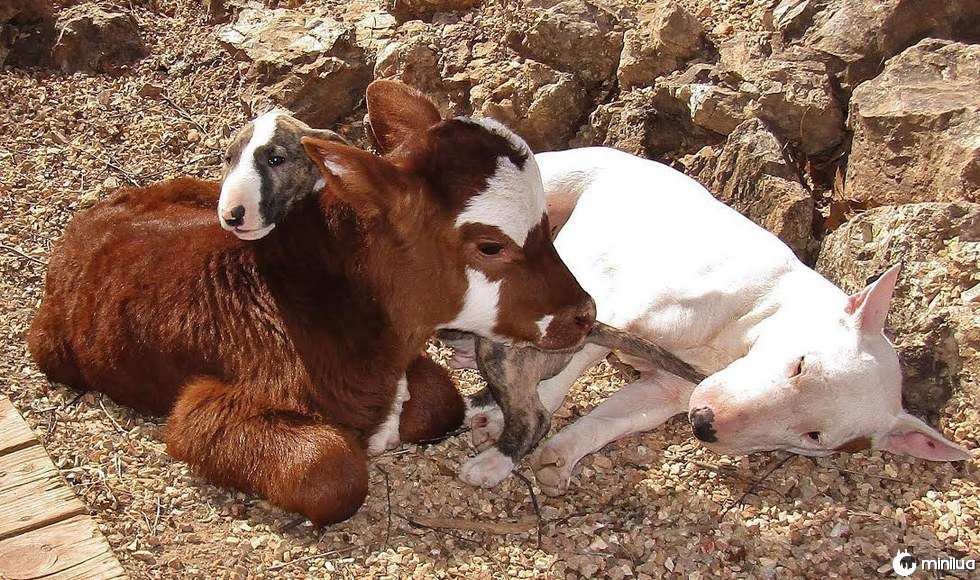 Cães brincando com uma vaca em miniatura resgatada