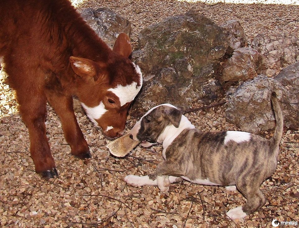 Cão, miniatura, vaca, tocando