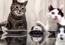 Gatos estão treinam seus escravos para receber comida toda vez que tocarem o sino