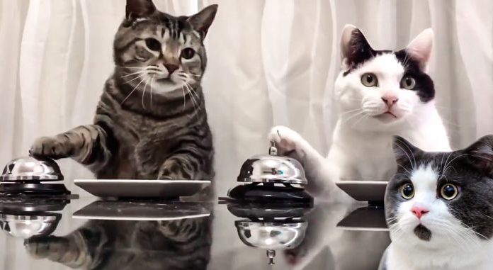 Gatos estão treinam seus escravos para receber comida toda vez que tocarem o sino