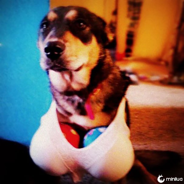 Talvez as crianças não sejam maduras bastante para ter um cão