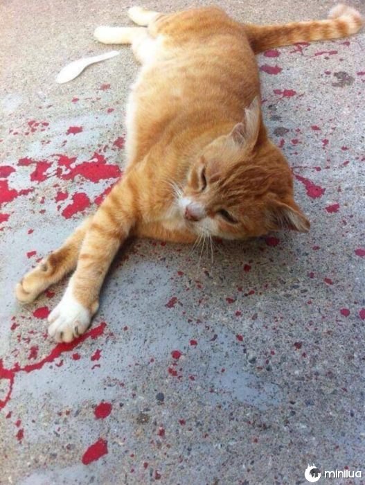 gato deitado em tinta vermelha 