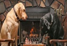 Os 10 animais mais inteligentes da Terra