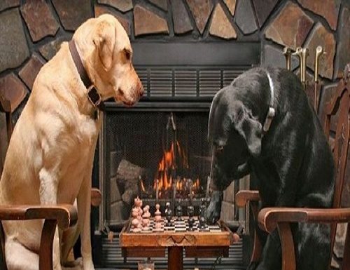 Os 10 animais mais inteligentes da Terra