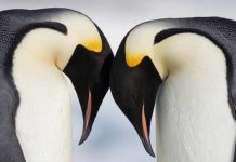 15 Animais monogâmicos que vão restaurar a sua fé no amor eterno e verdadeiro
