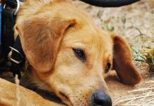 Que pena merece quem agride animais?