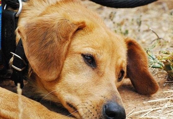 Que pena merece quem agride animais?