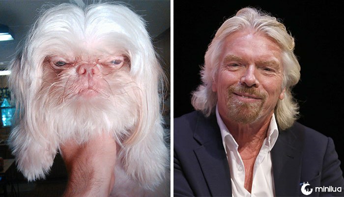 O cão olha como Richard Branson