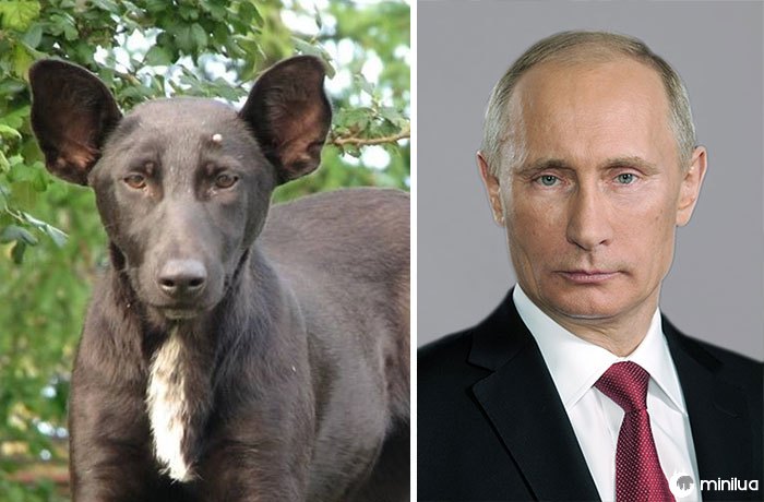 O cão olha como Putin
