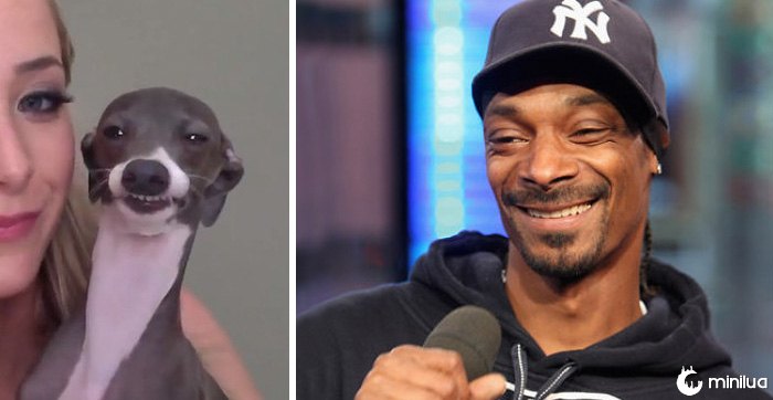 Este cão olha como Snoop Dogg
