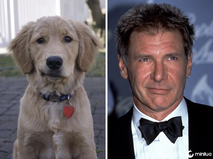 Este cão olha como Harrison Ford