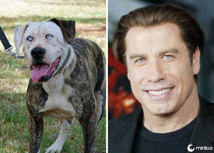 Um cão parece John Travolta