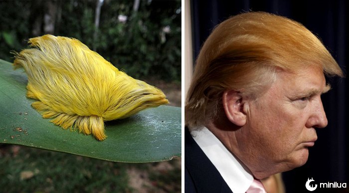 Este Caterpillar olha como o cabelo de Donald Trump
