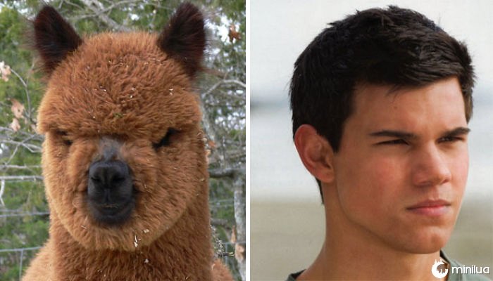 Alpaca parece Taylor Lautner