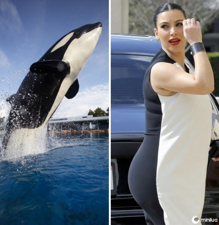 A baleia de assassino olha como Kim Kardashian